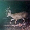 32_plm deer2